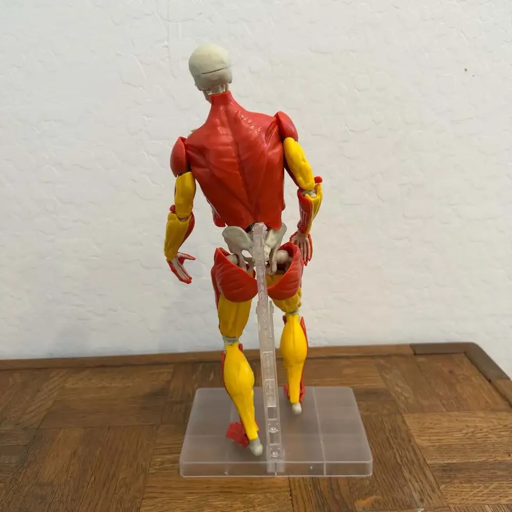 Be Amazing! Toys Interactive Human Body Anatomy Model Kit